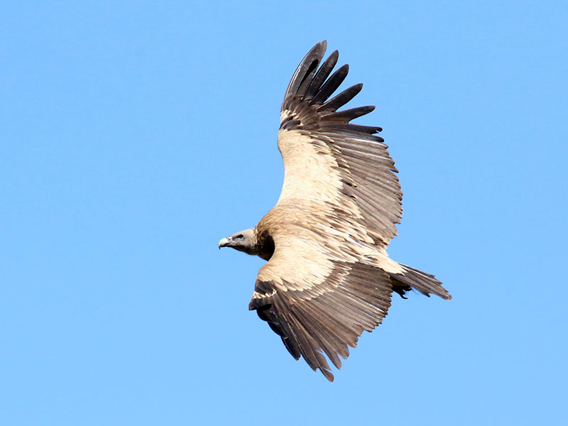 Birds of Vietnam