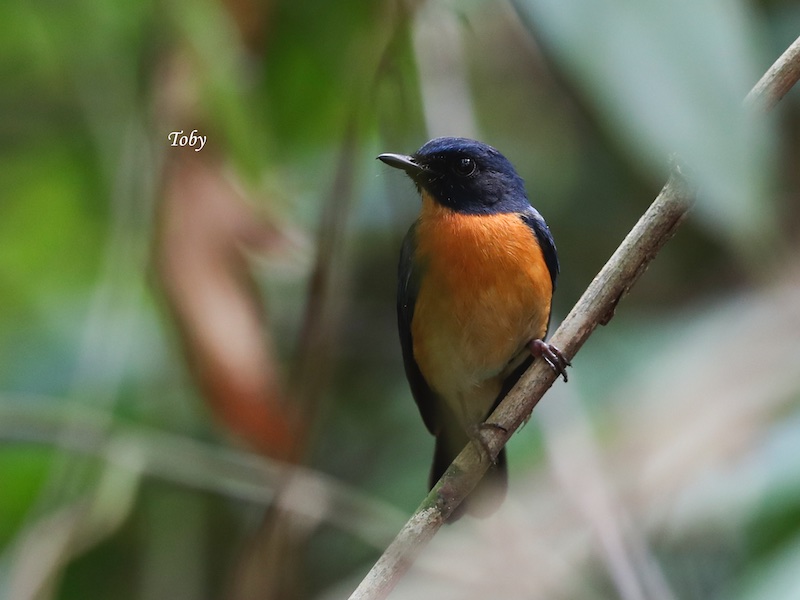 Birds of Vietnam