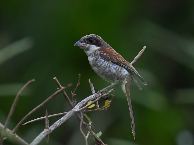 Birds of Vietnam
