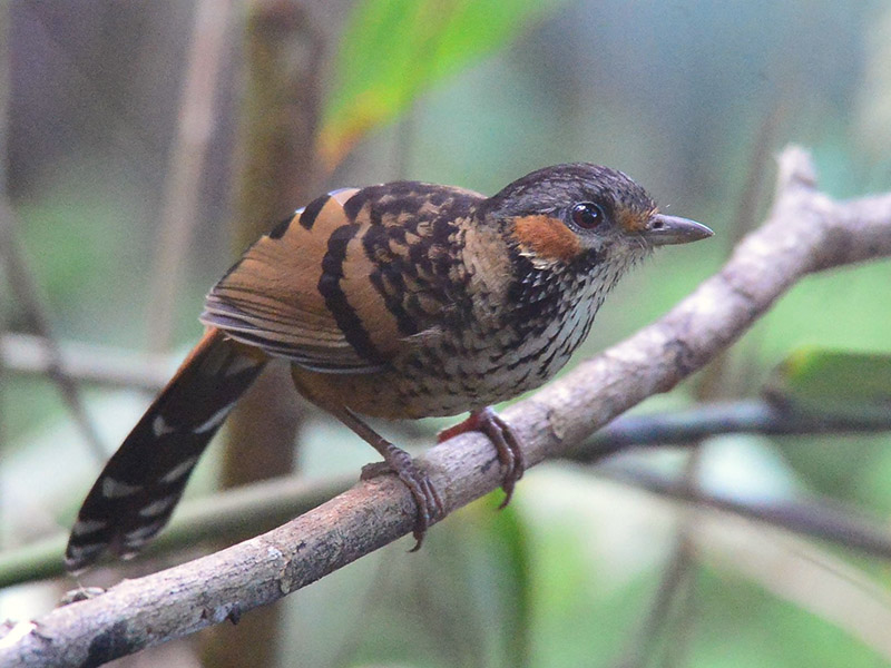 Birds of Vietnam