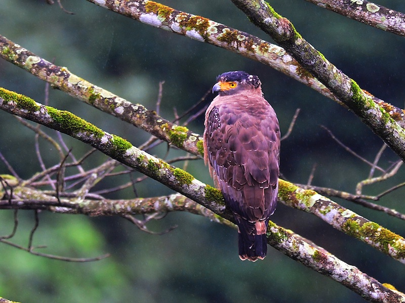 Birds of Vietnam