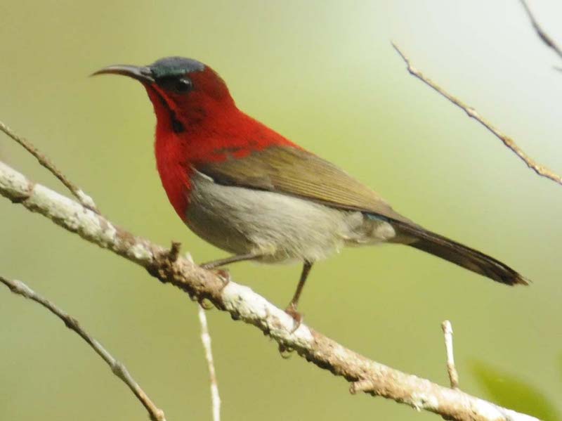 Birds of Vietnam