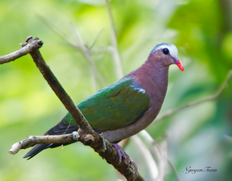 Birds of Vietnam