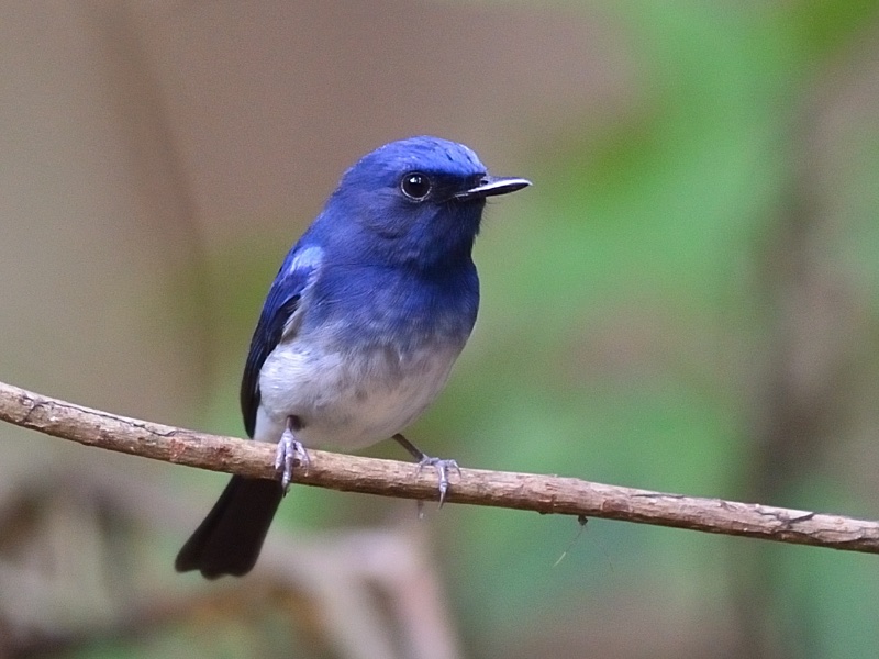 Birds of Vietnam