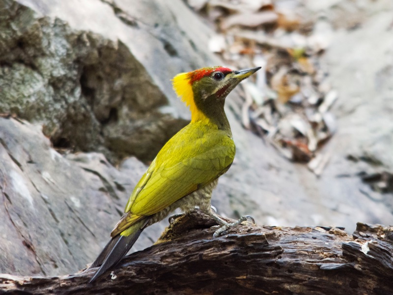 Birds of Vietnam
