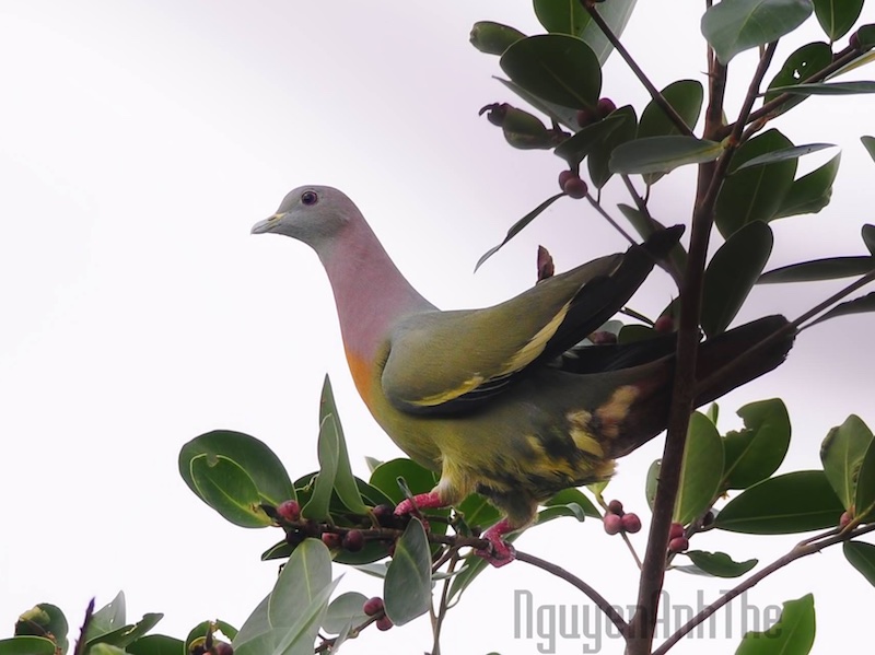 Birds of Vietnam