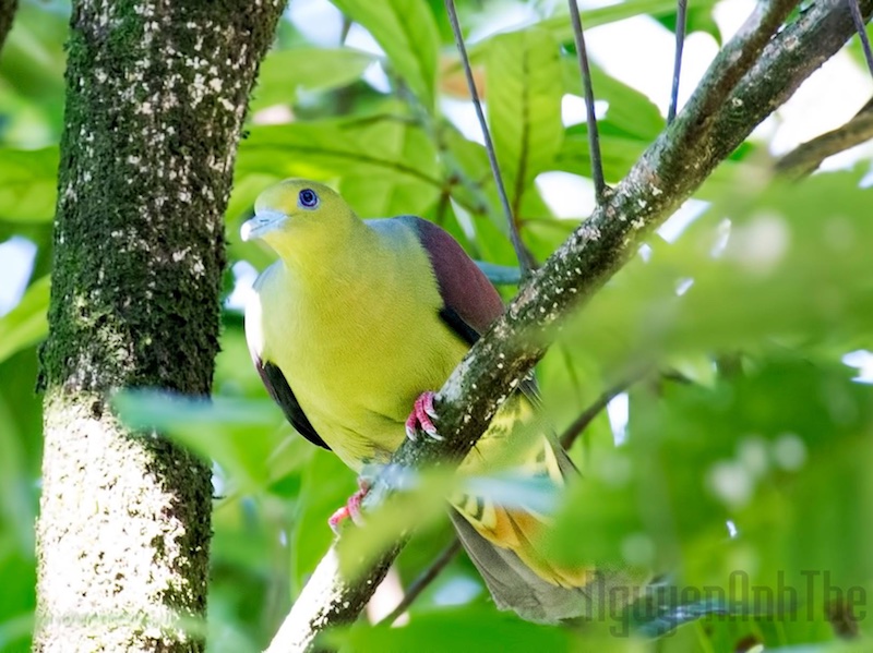 Birds of Vietnam