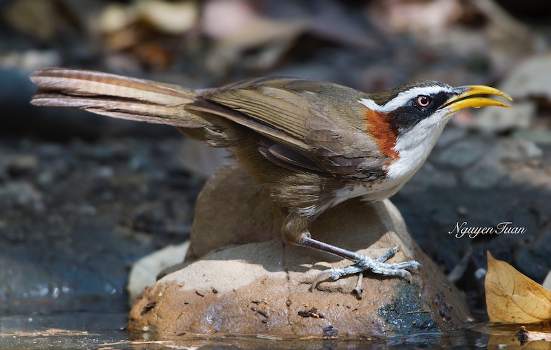 Birds of Vietnam