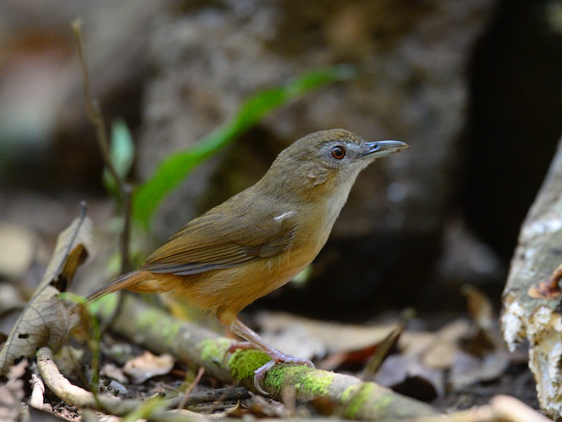 Birds of Vietnam