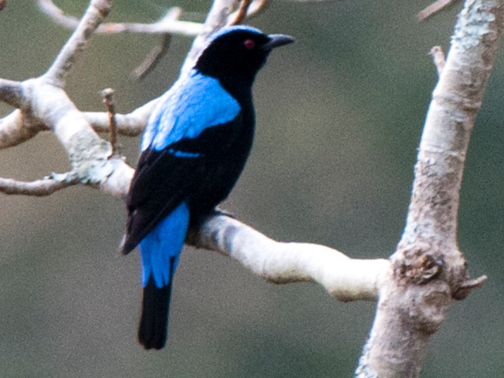 Birds of Vietnam