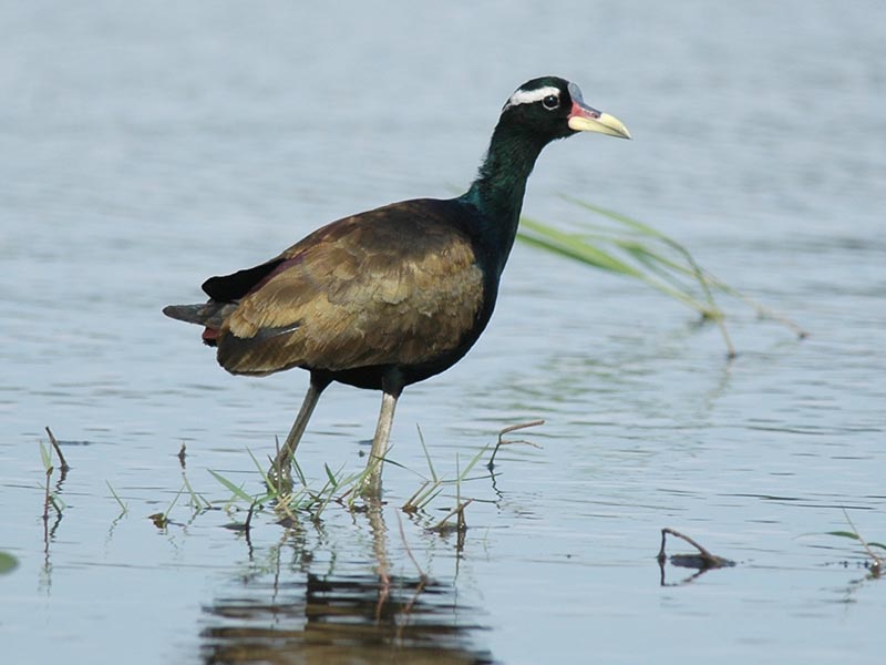 Birds of Vietnam