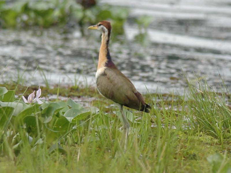 Birds of Vietnam