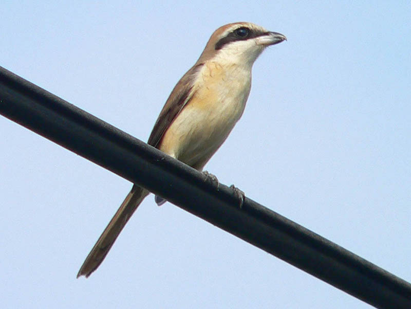 Birds of Vietnam