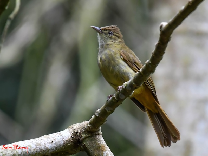 Birds of Vietnam