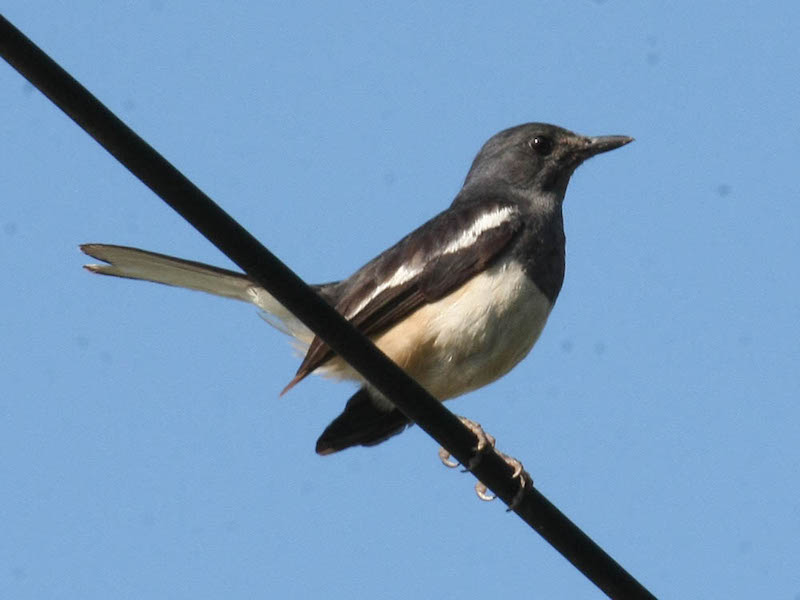 Birds of Vietnam