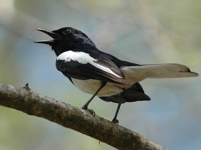 Birds of Vietnam
