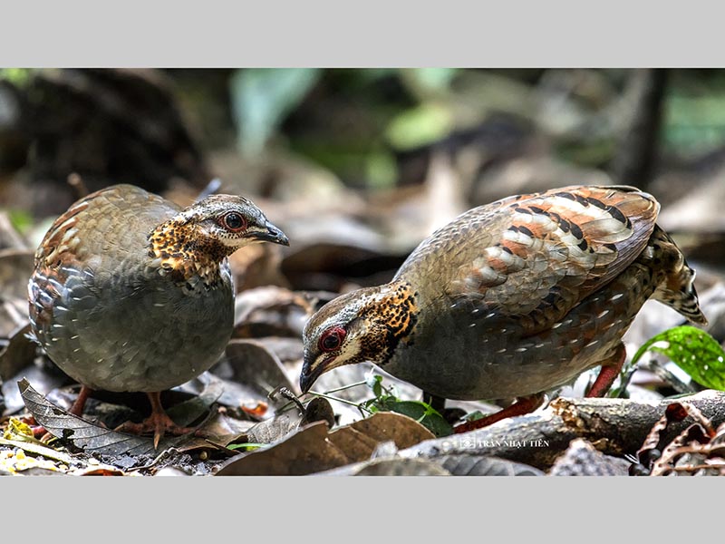 Birds of Vietnam