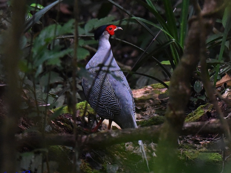Birds of Vietnam