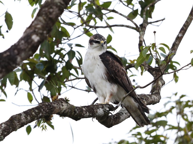 Birds of Vietnam