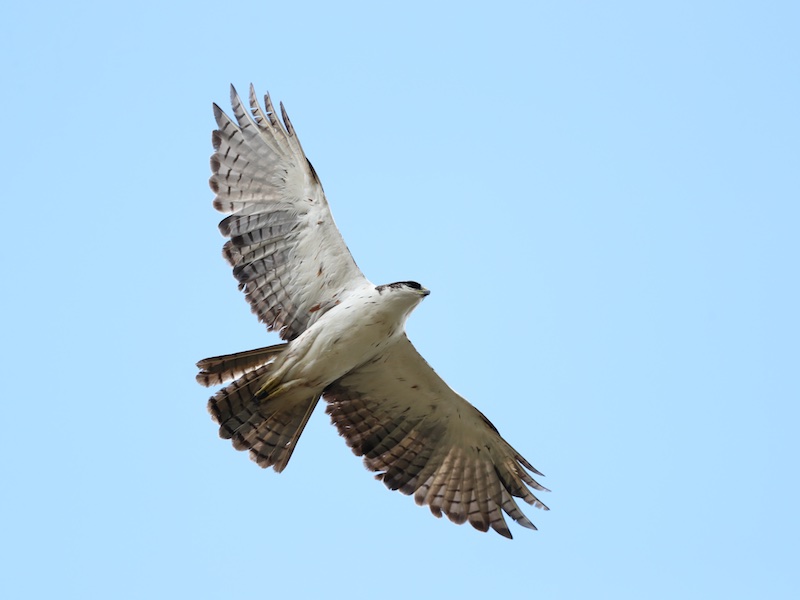 Birds of Vietnam
