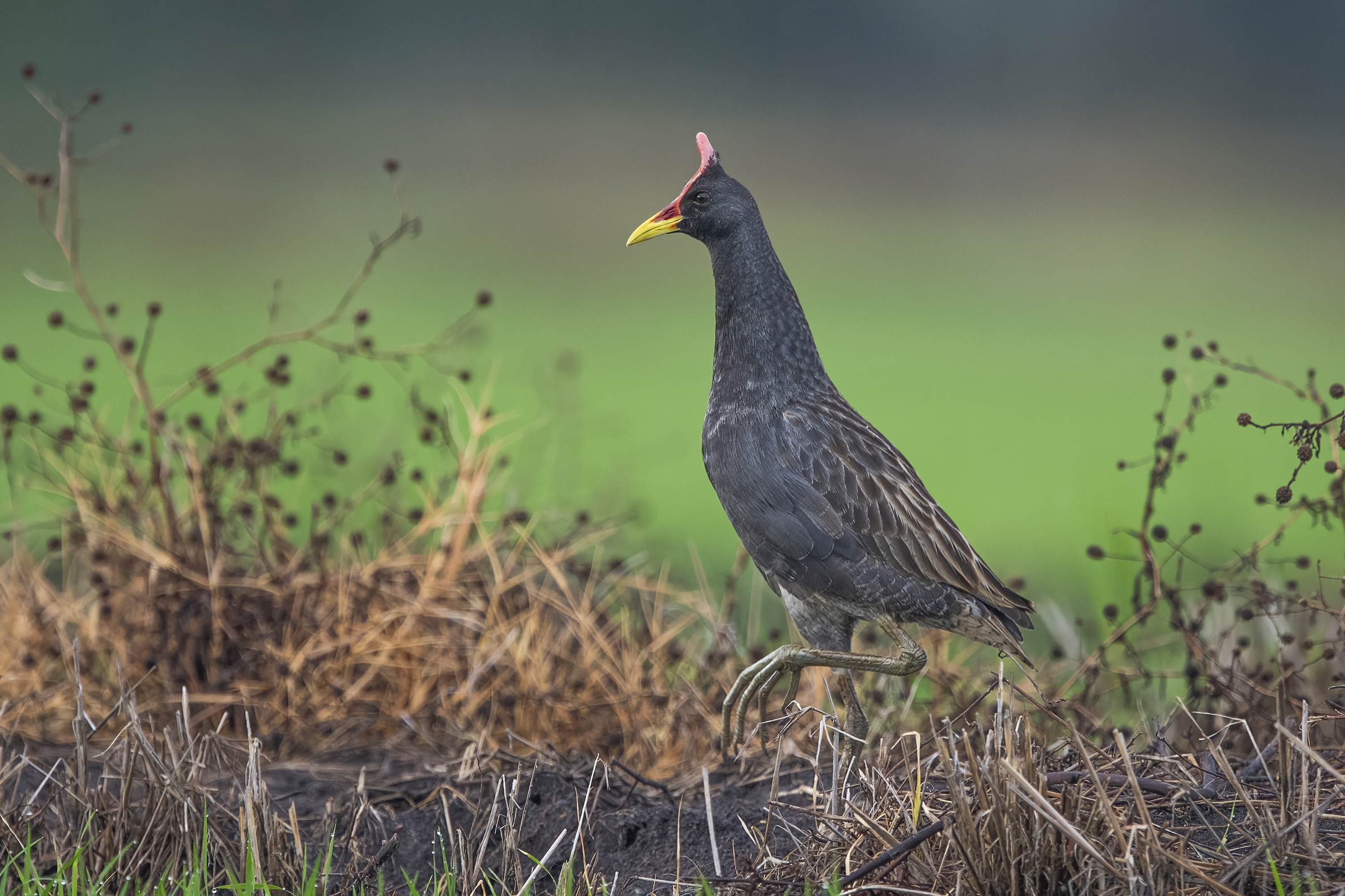 Birds of Vietnam