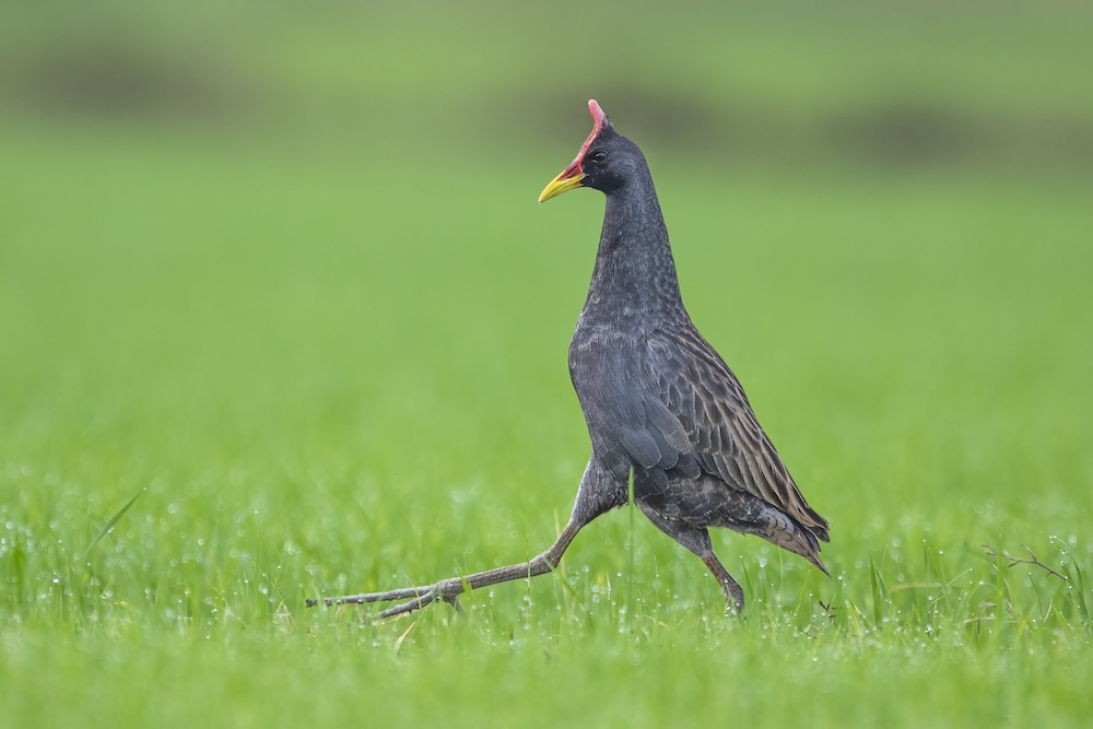 Birds of Vietnam