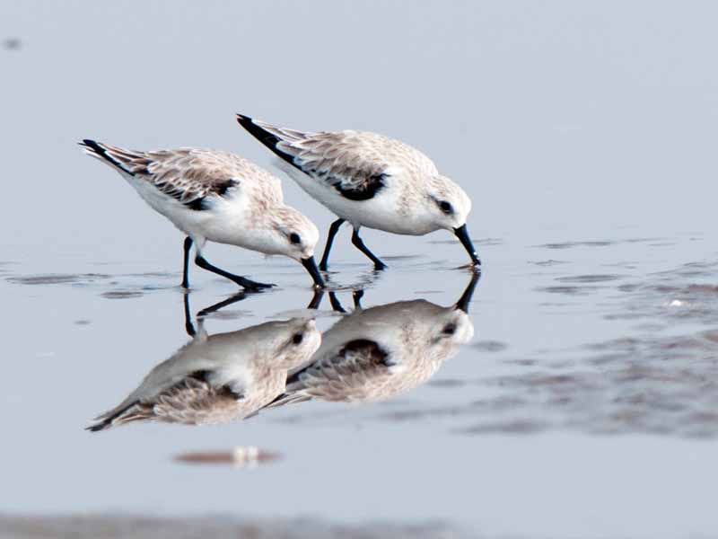 Birds of Vietnam
