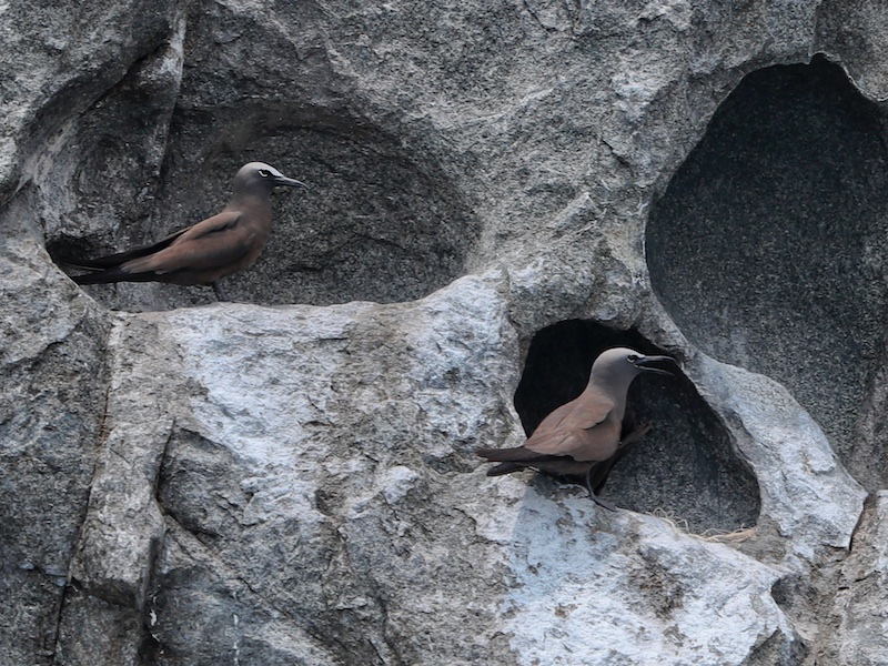 Birds of Vietnam
