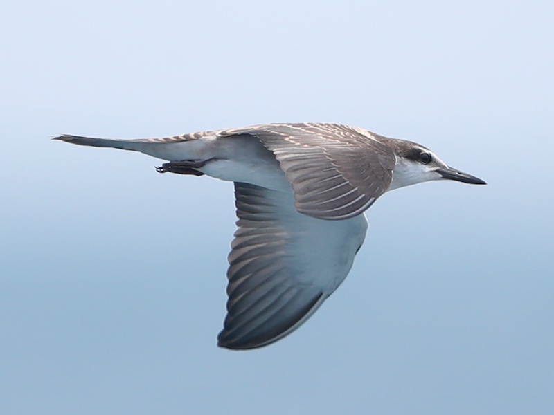 Birds of Vietnam