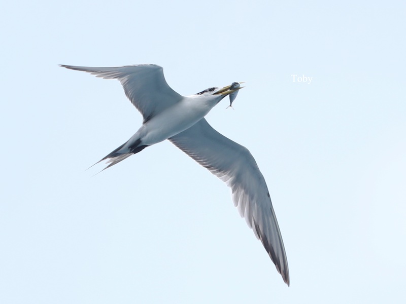 Birds of Vietnam