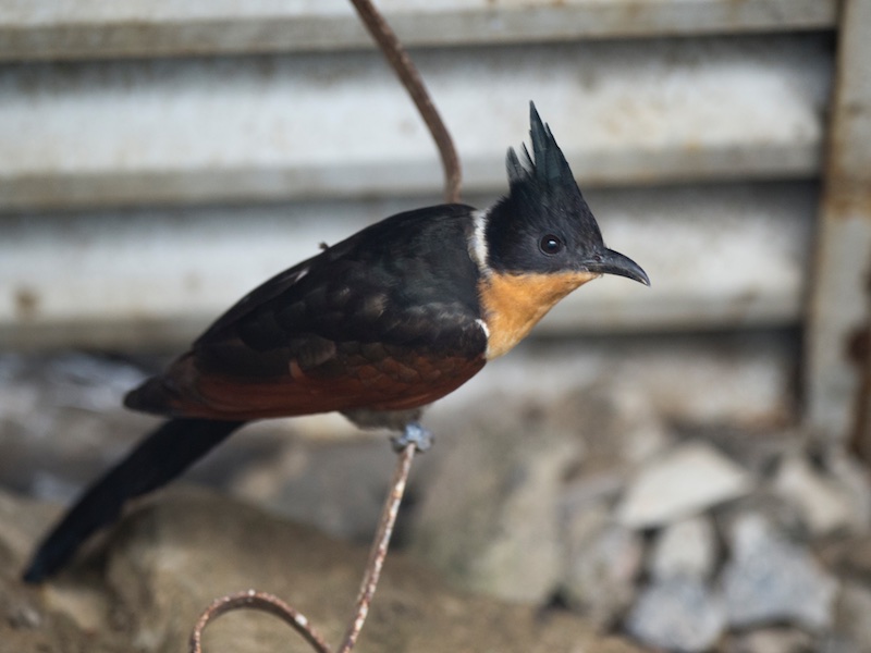 Birds of Vietnam