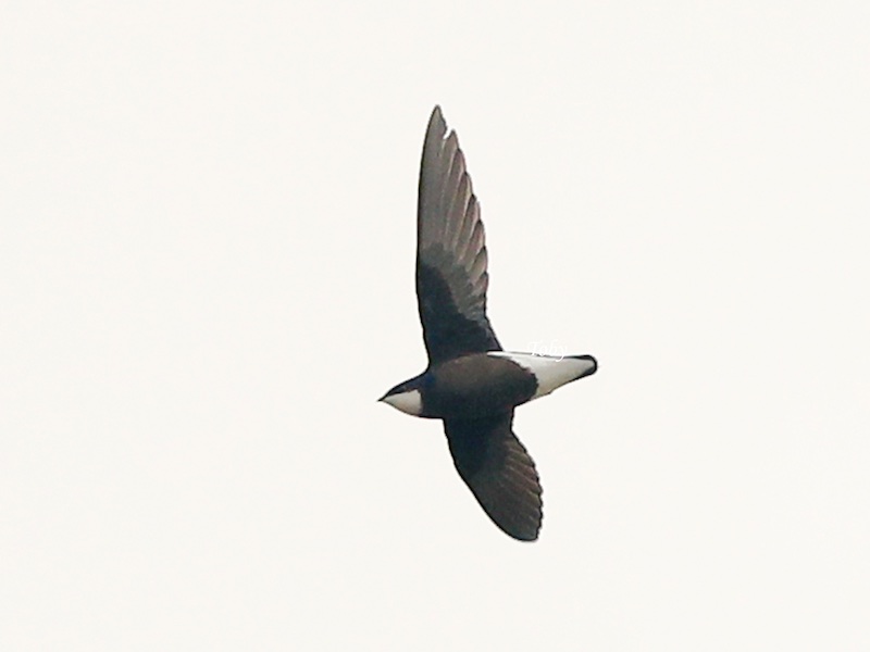 Birds of Vietnam