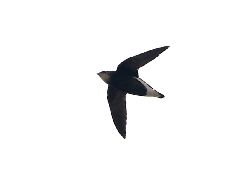 Birds of Vietnam