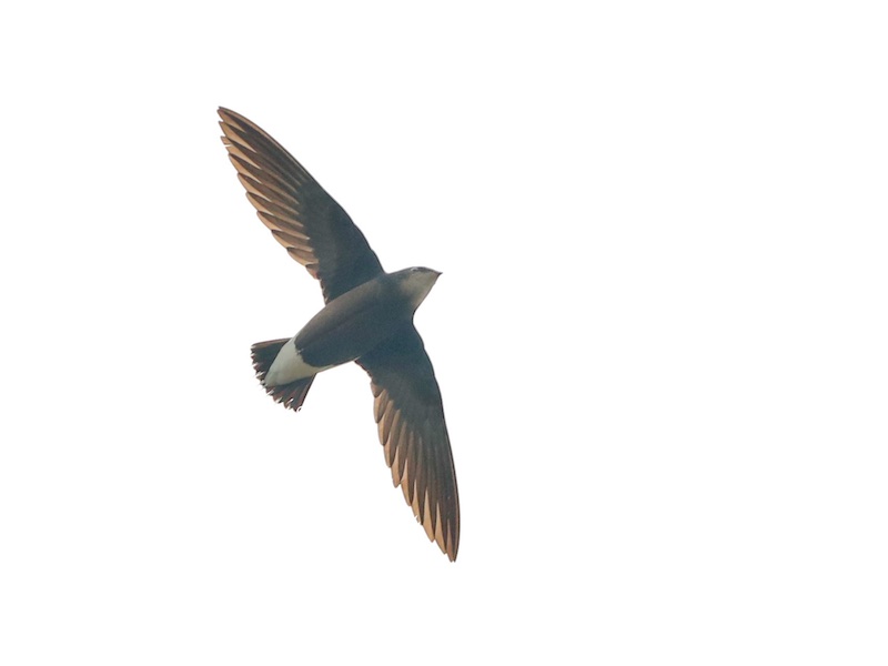 Birds of Vietnam