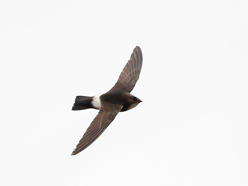 Birds of Vietnam