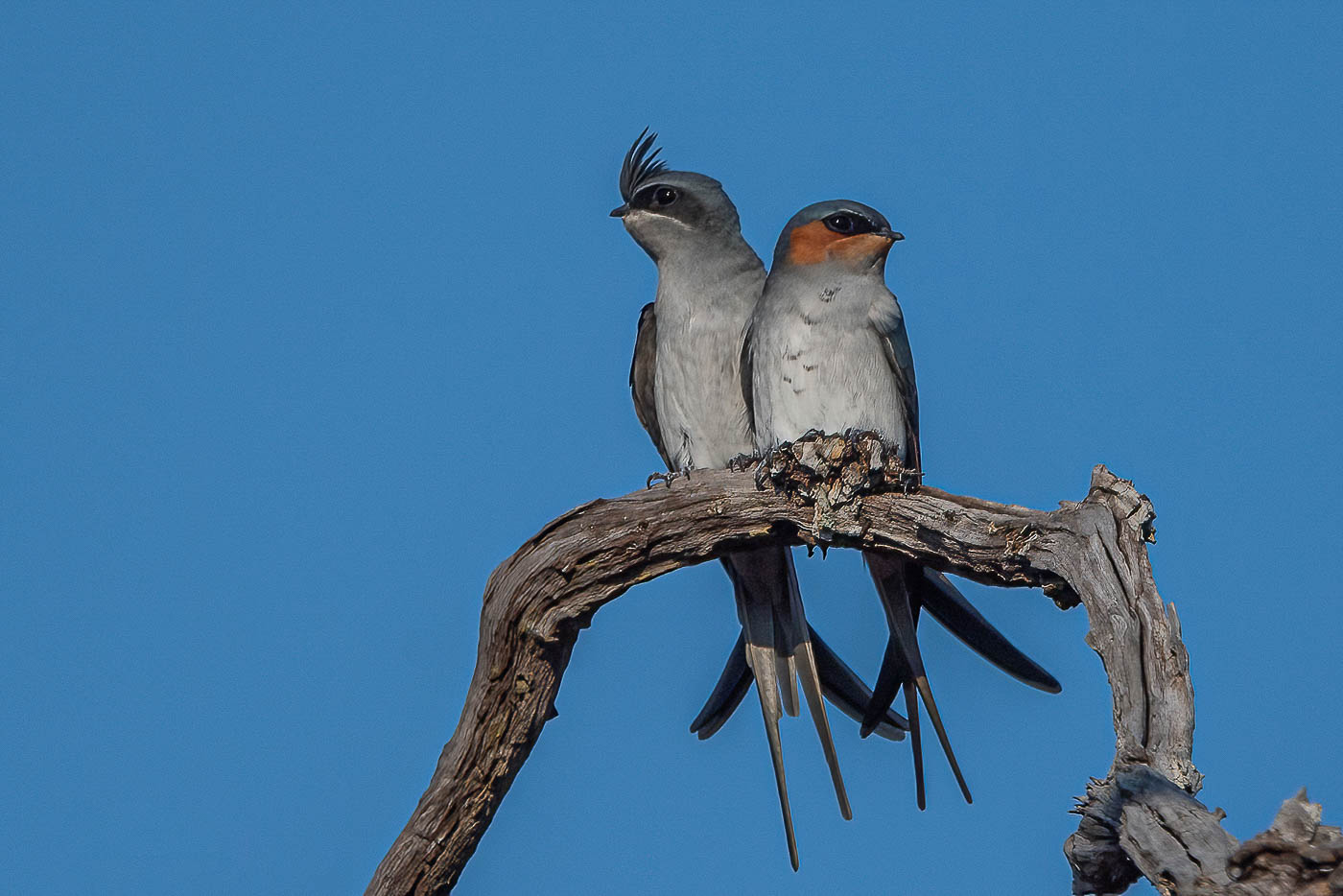 Birds of Vietnam
