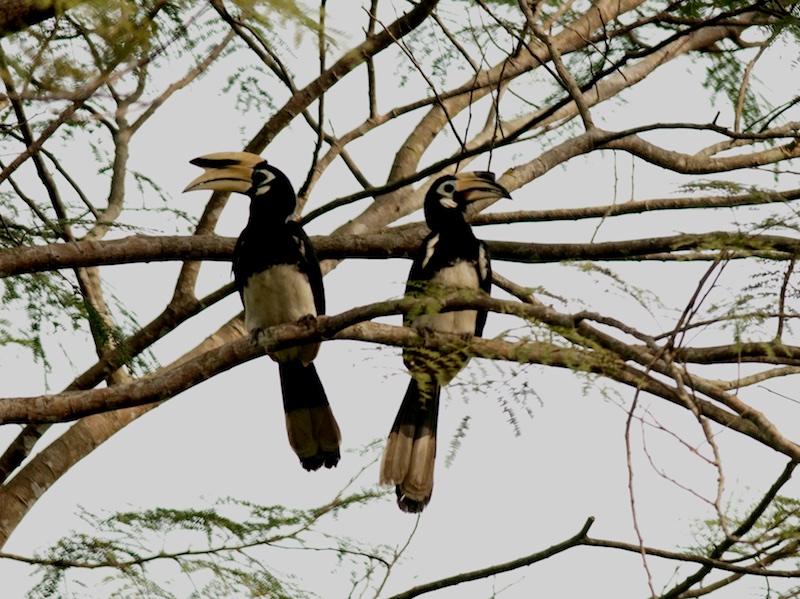 Birds of Vietnam