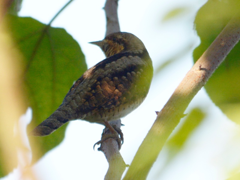 Birds of Vietnam