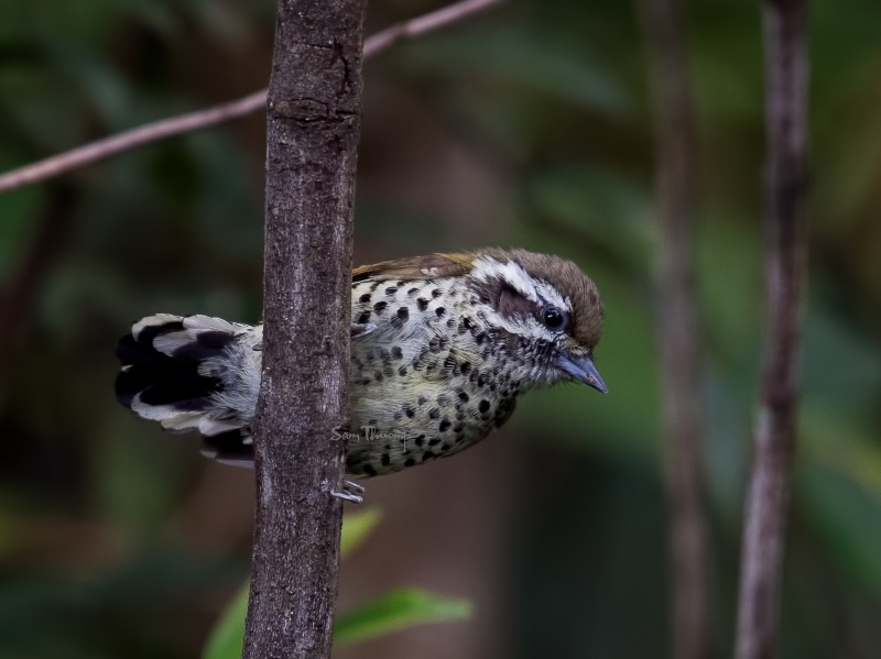 Birds of Vietnam