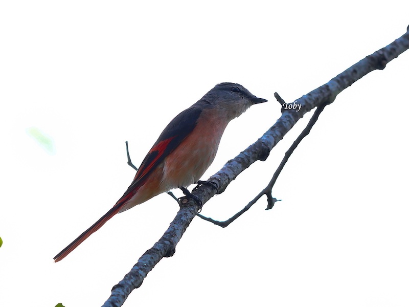Birds of Vietnam