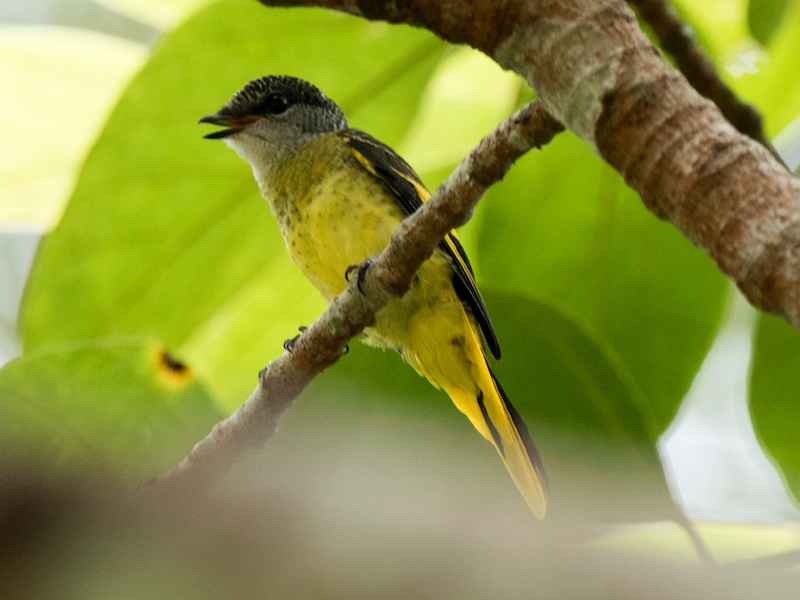 Birds of Vietnam
