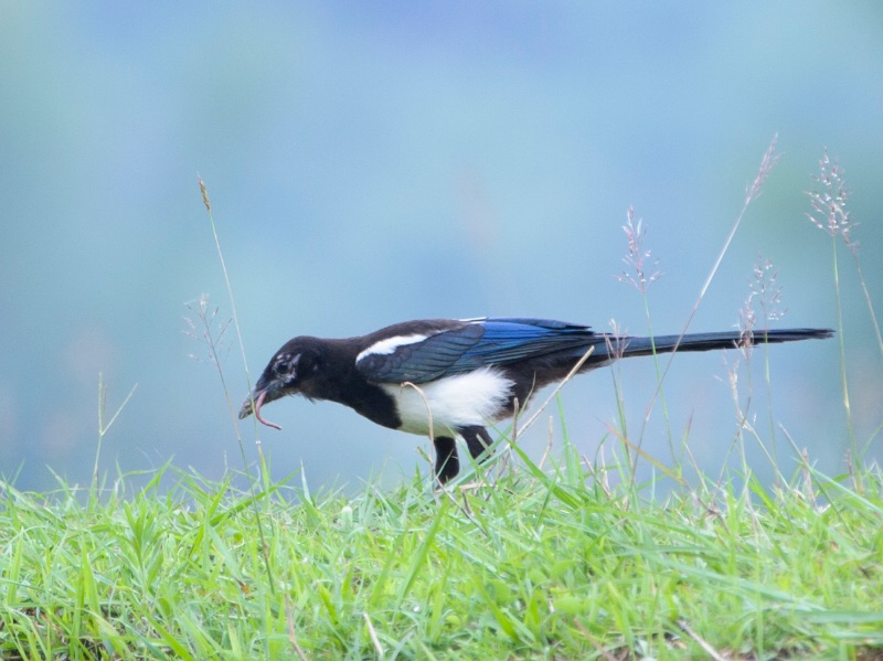 Birds of Vietnam