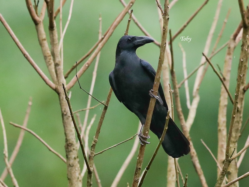 Birds of Vietnam