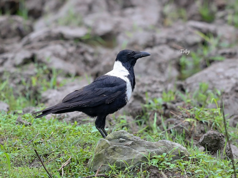 Birds of Vietnam