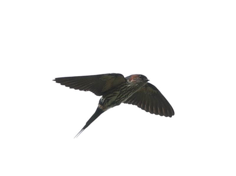 Birds of Vietnam