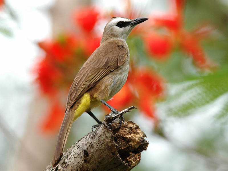 Birds of Vietnam