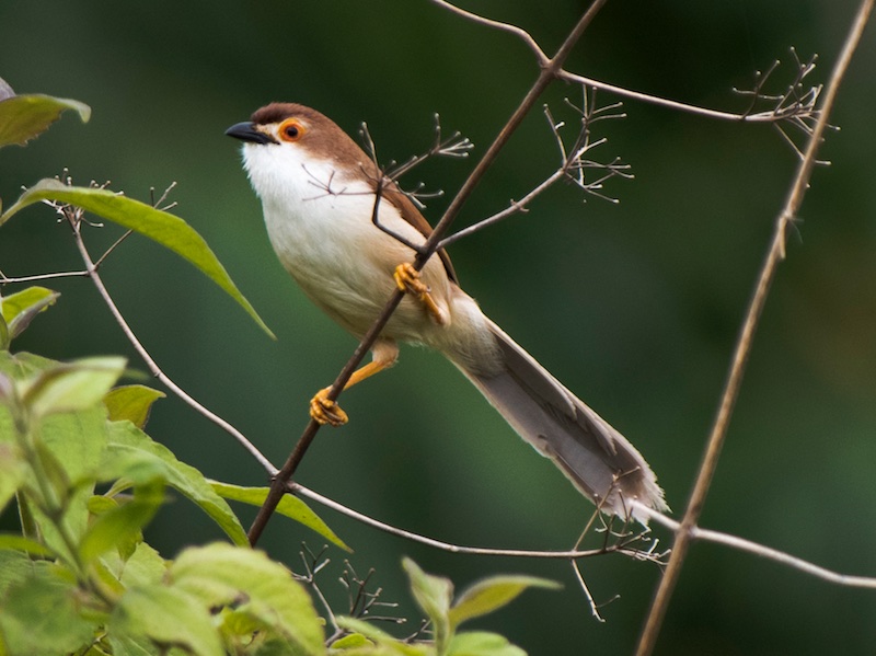Birds of Vietnam