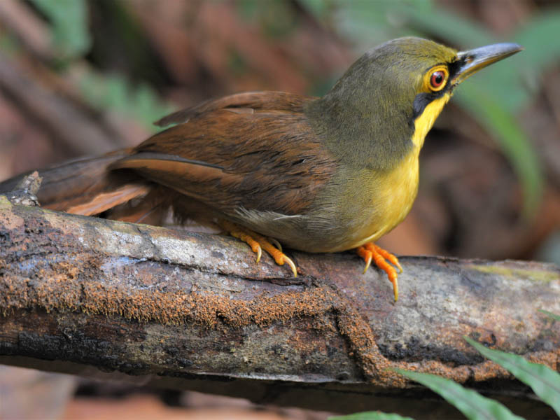 Birds of Vietnam