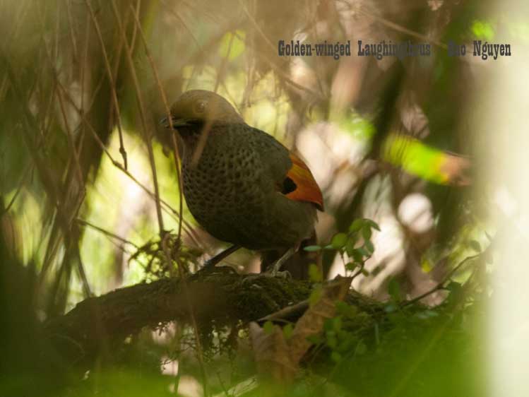 Birds of Vietnam