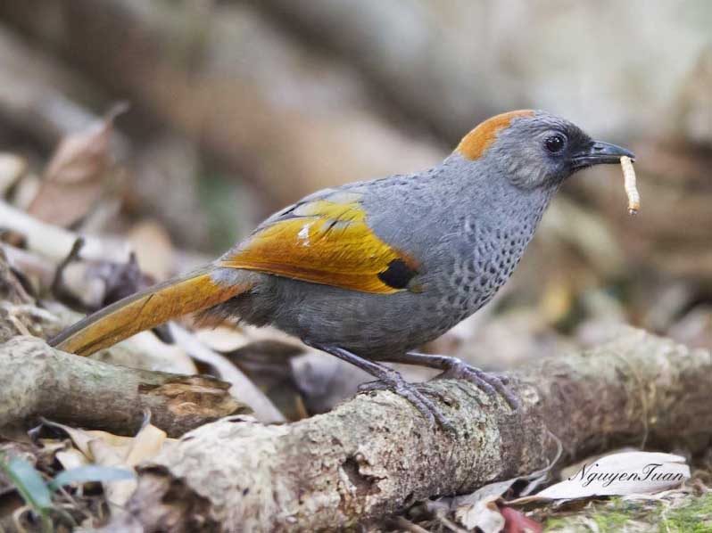 Birds of Vietnam
